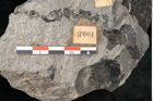 Foto (Detailansicht) von Zamiostrobus lunzensis Ettingshausen (NHMW-GEO-2024-0188-10604)